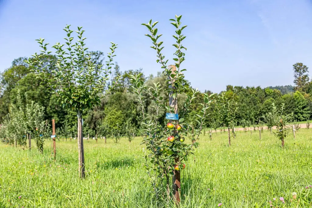 Lackner Hofkellerei Obstbaum Aepfel Walding