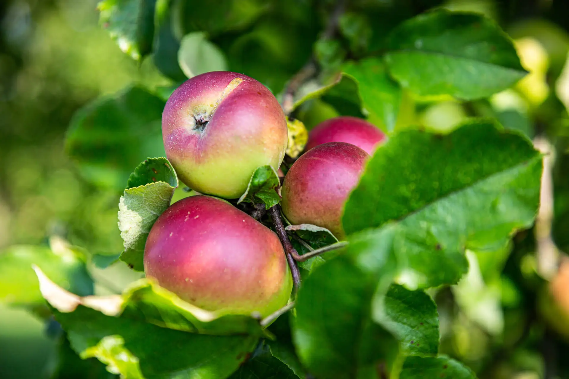 Hofkellerei Lackner Walding Obst Anbau Bio