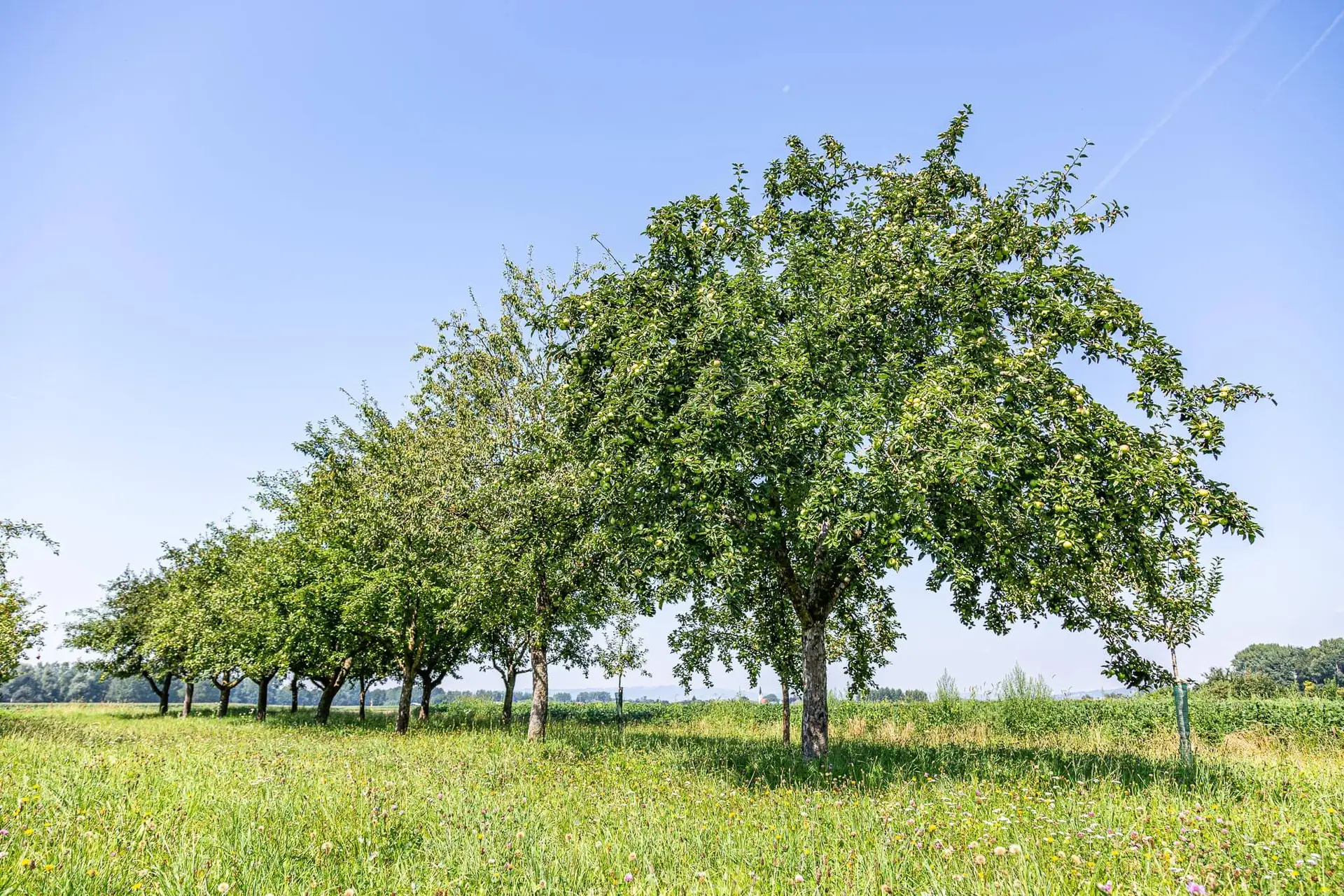 Hofkellerei Lackner Anbau Obst Aepfel Baeume Walding